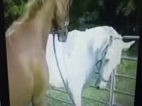 Man swallows horse sperm 